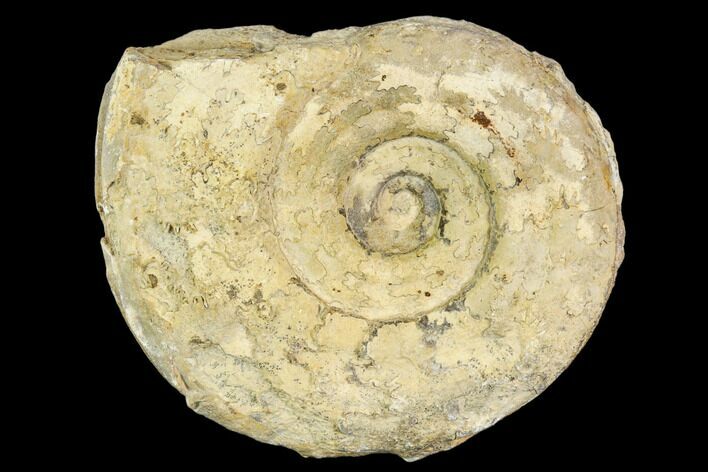 Fossil Ammonite (Hildoceras)- England #110815